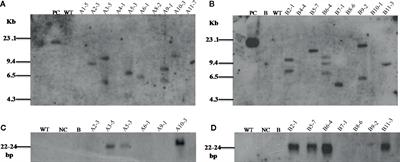 Host-Induced Silencing of FMRFamide-Like Peptide Genes, flp-1 and flp-12, in Rice Impairs Reproductive Fitness of the Root-Knot Nematode Meloidogyne graminicola